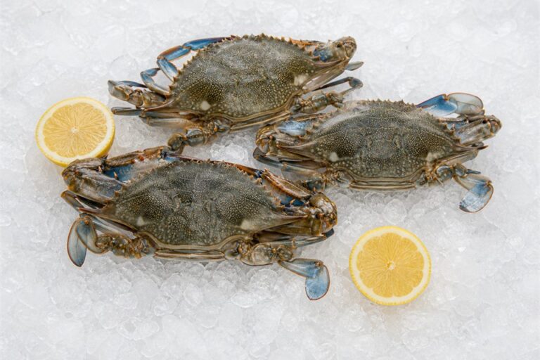 Blue Crab — fresh seafood