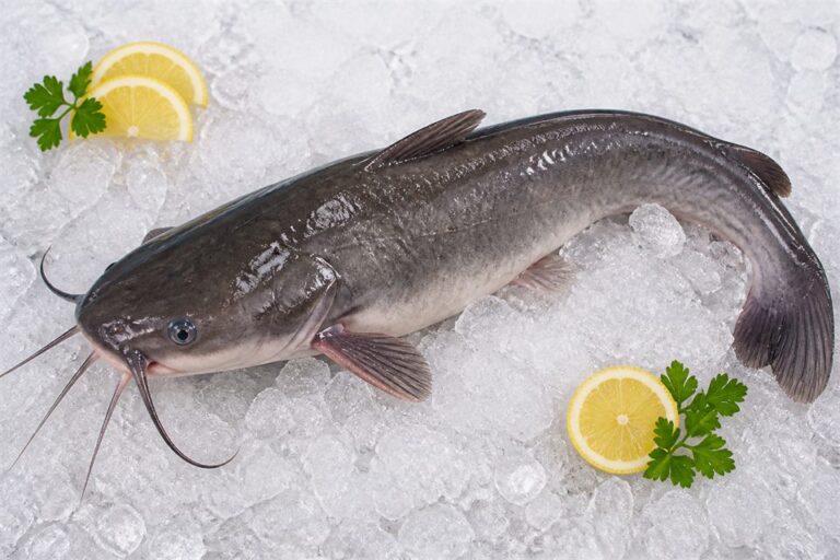 Cat Fish — fresh seafood