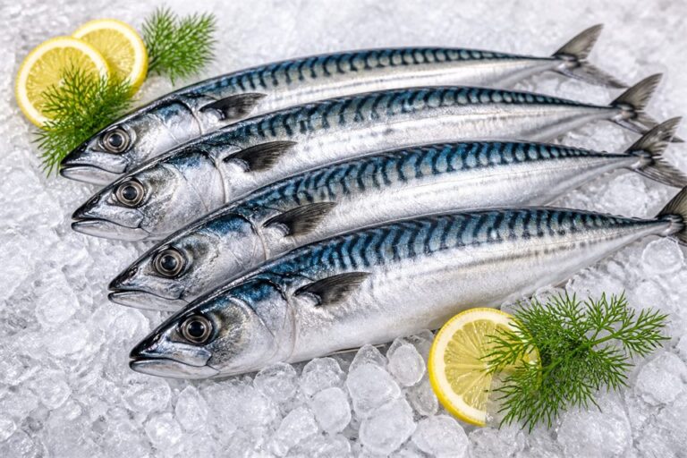 Mackerel — fresh seafood
