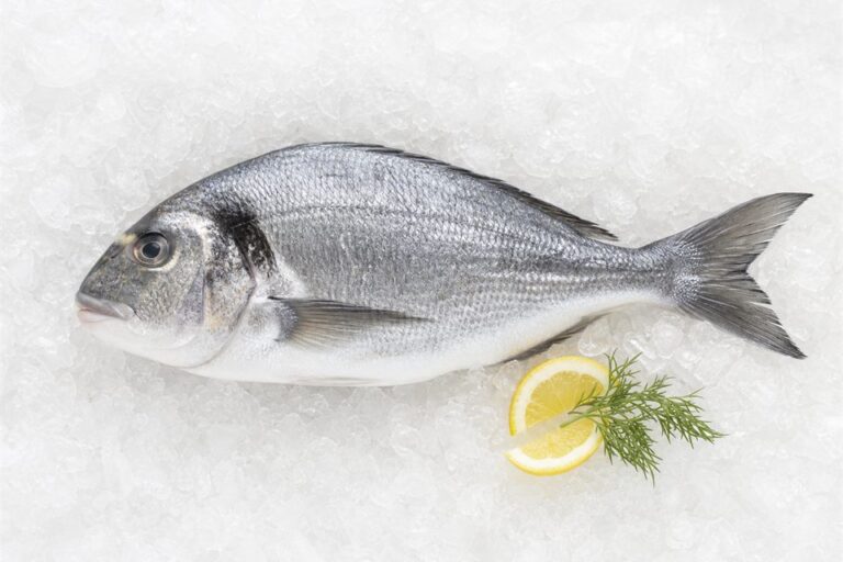Sea Bream — fresh seafood