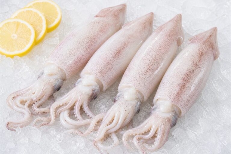 Squid — fresh seafood
