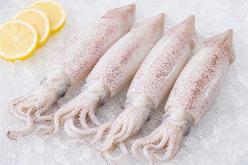 Squid — fresh seafood